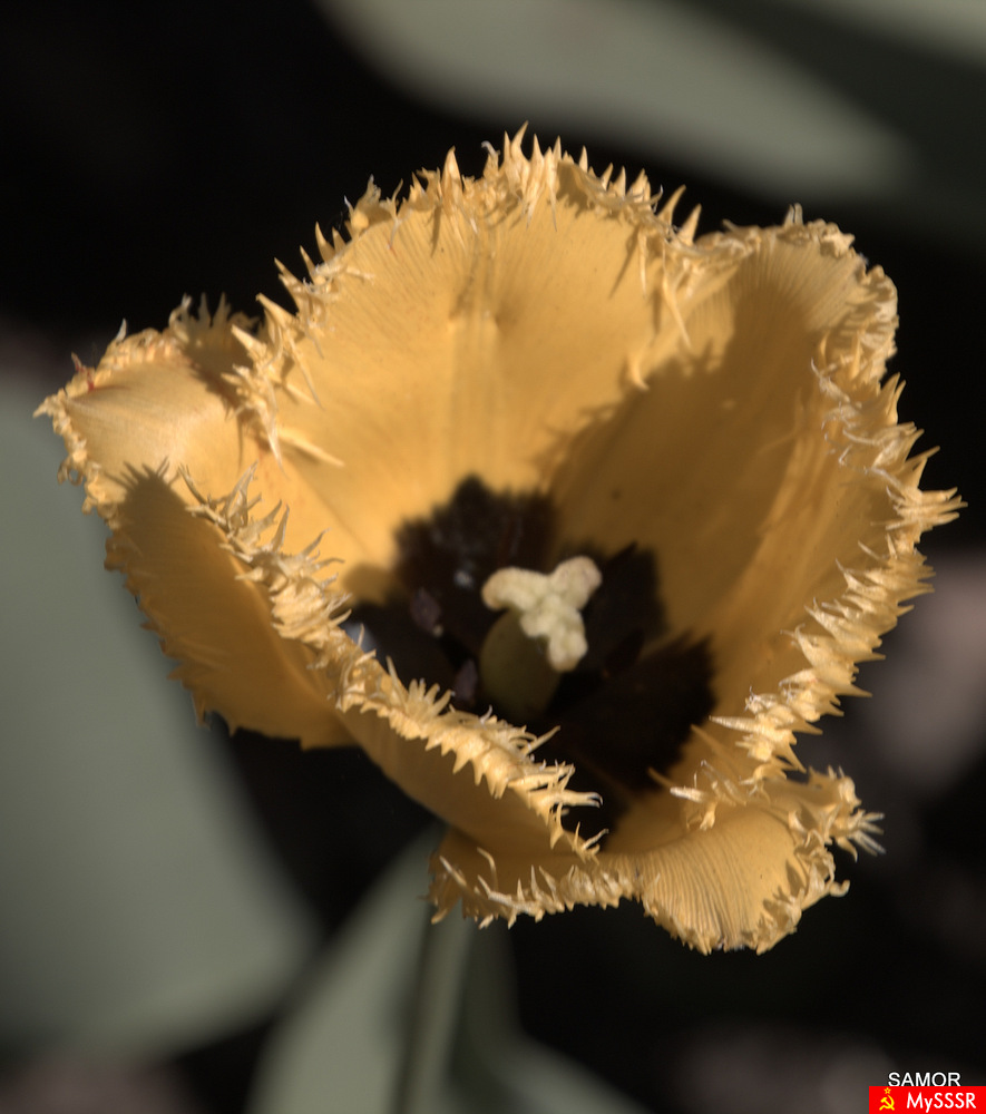 Ƹ 