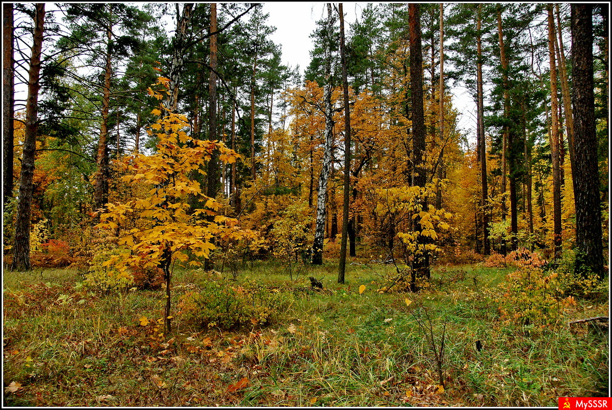 Осень в лесу