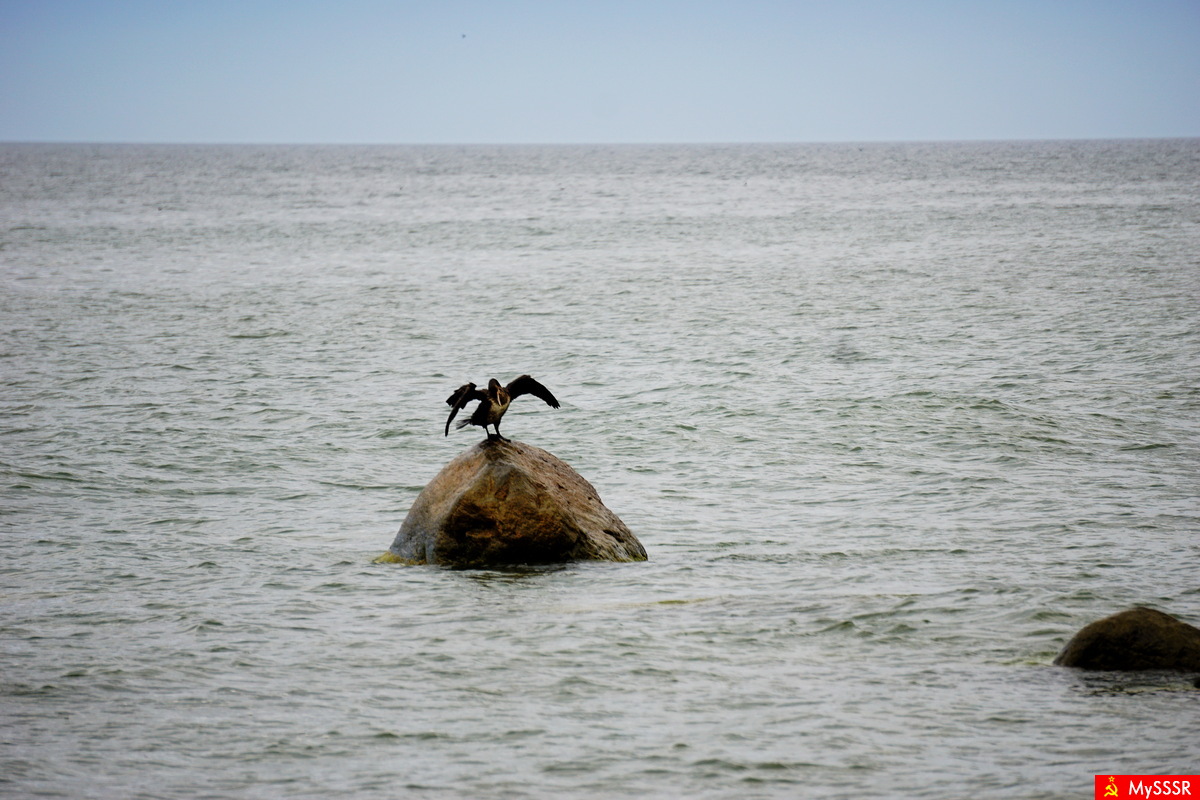 Nature Photo.  .