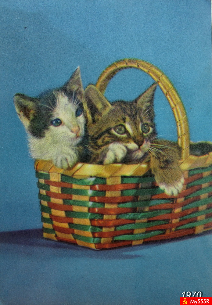 КОТЯТА В КОРЗИНКЕ