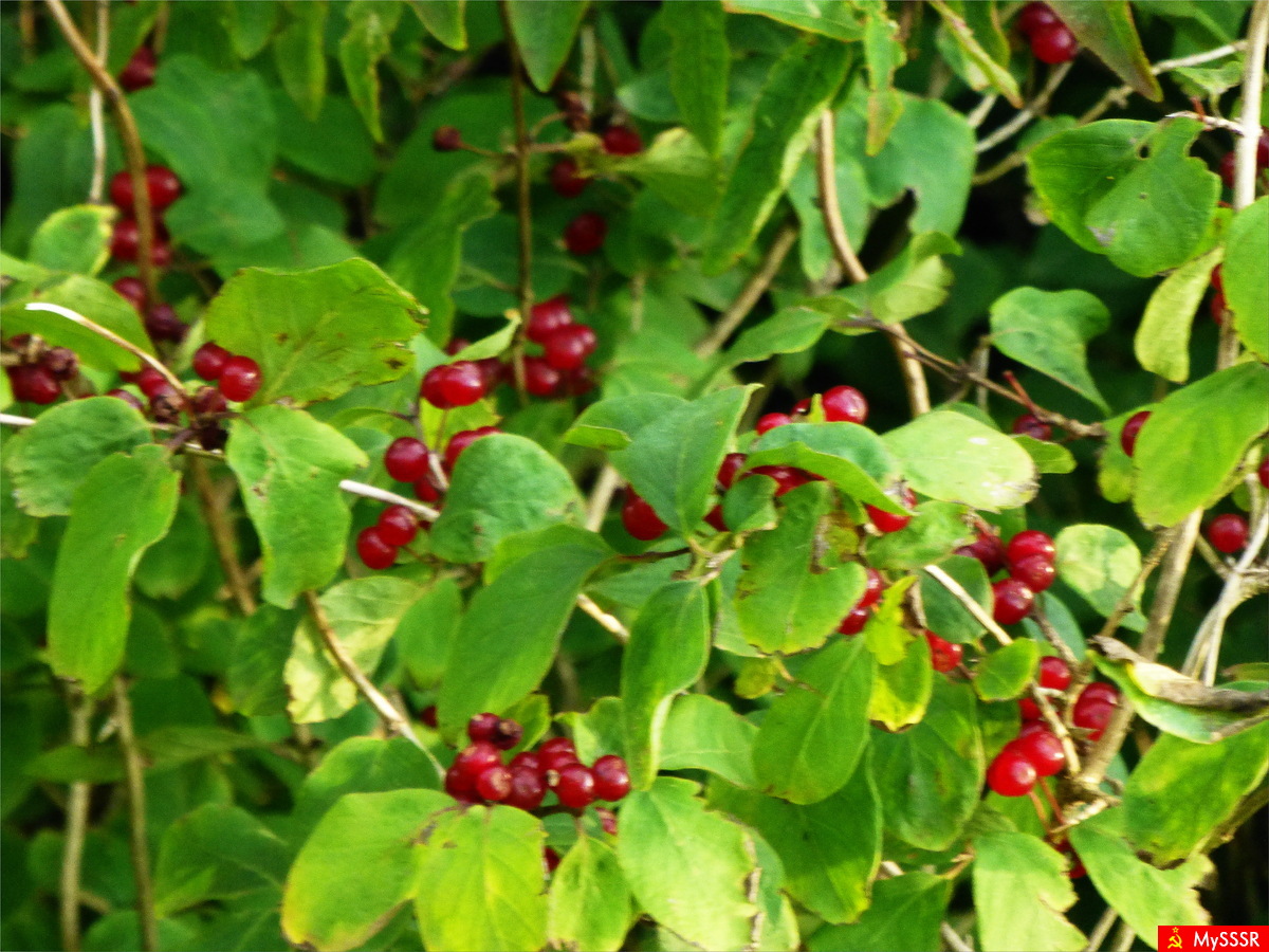 Nature Photo.  .