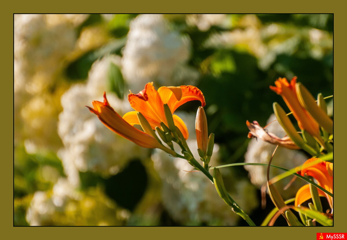 Природа