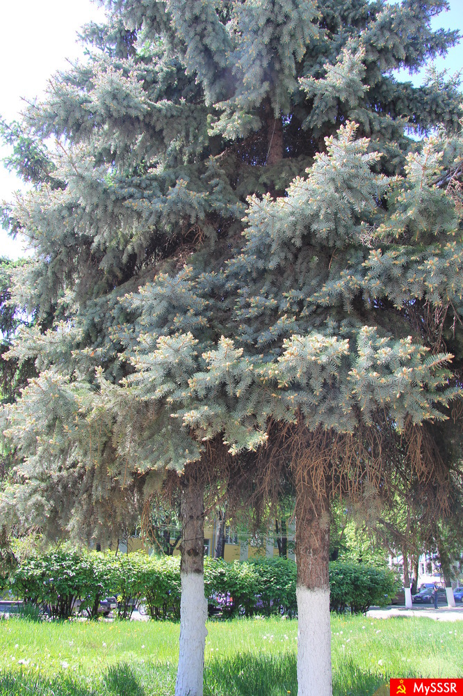 Голубые ели