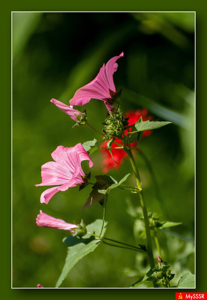 ПРИРОДА