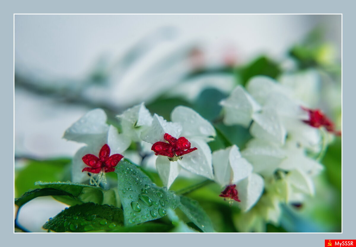 Природа