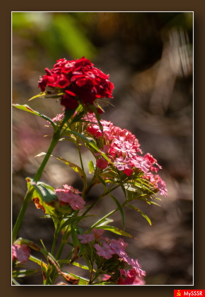 ПРИРОДА