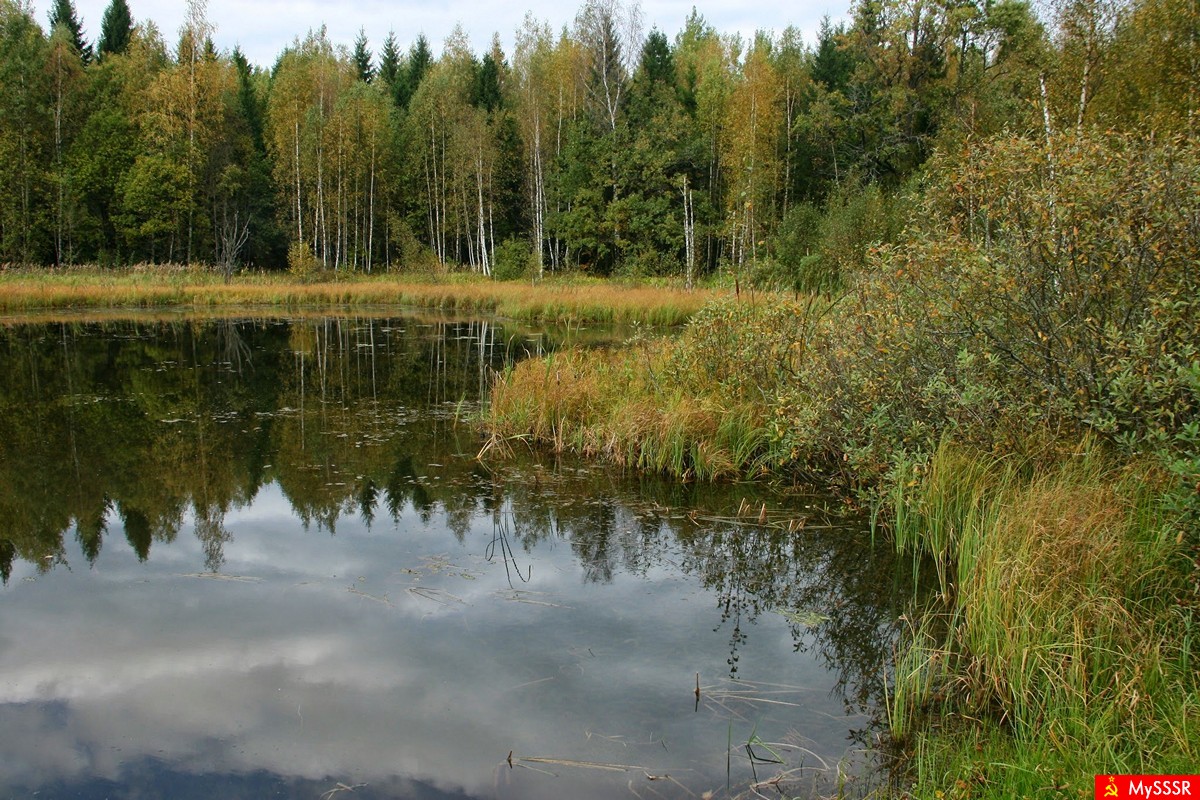 Во владимирских лесах