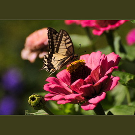 Природа