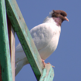 Красавчик