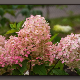 Случайные фотографии. Природа