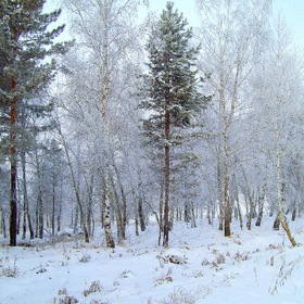 Зимний лес
