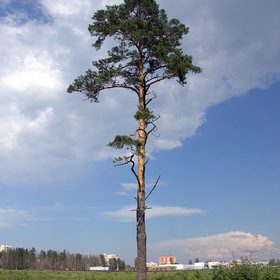Здесь был лес