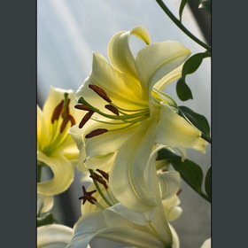 природа
