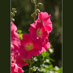 Природа
