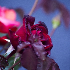 природа