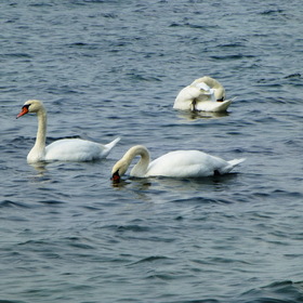 Природа. Балтийское море.