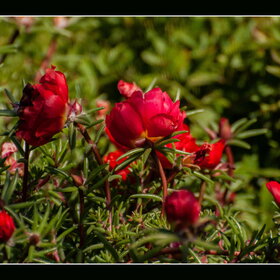 Случайные фотографии. Природа