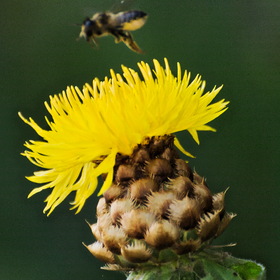 Природа