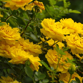 Природа