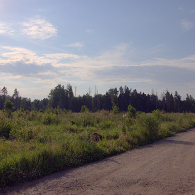 Здесь будет лес