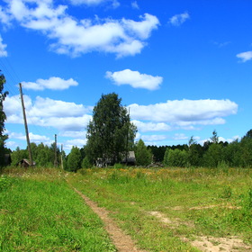 Заросшая дорога