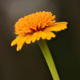 Природа