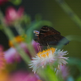 Природа
