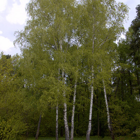 Подружки