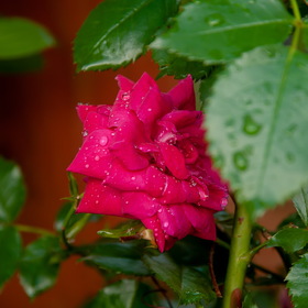 природа
