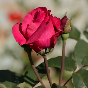 Случайные фотографии. природа