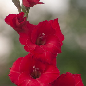 природа