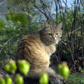 Кот рыболов