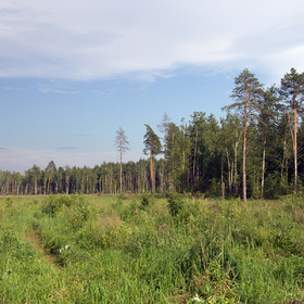 здесь будет лес