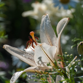 природа