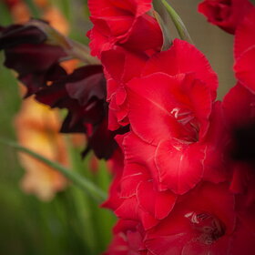 природа
