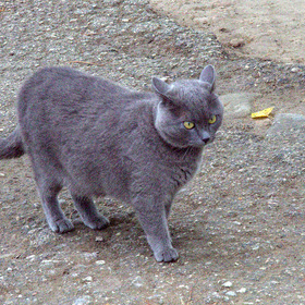 Кошки в Монастыре