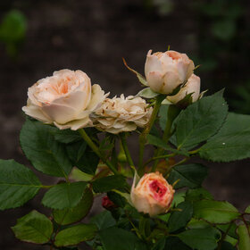 природа