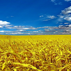 Украина!
