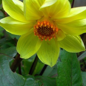 Случайные фотографии. цветы у дома