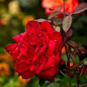 Природа