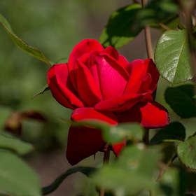 Природа
