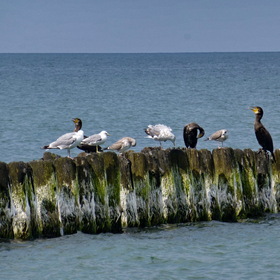 Природа. Балтийское море.