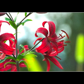 Природа