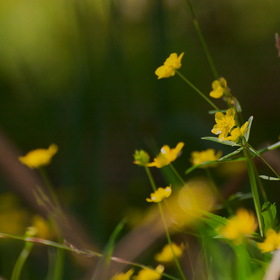 Природа