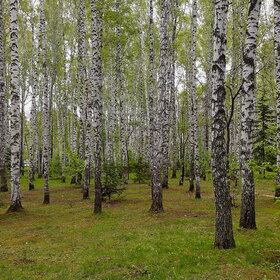 Лучшие фото. ПРИРОДА (0)