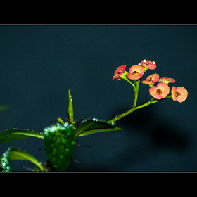 природа