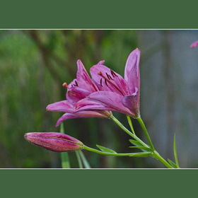 Случайные фотографии. Природа