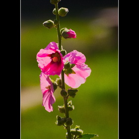 Природа