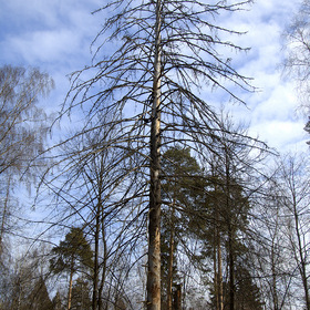 Ёлочка