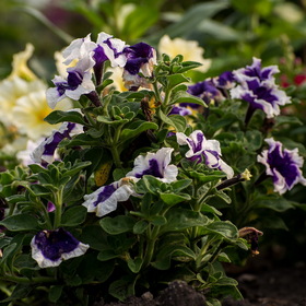 Случайные фотографии. Природа